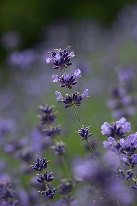 Natural Herbals